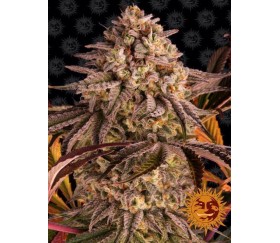 Sherbert au coucher de soleil bleu - Barney's Farm
