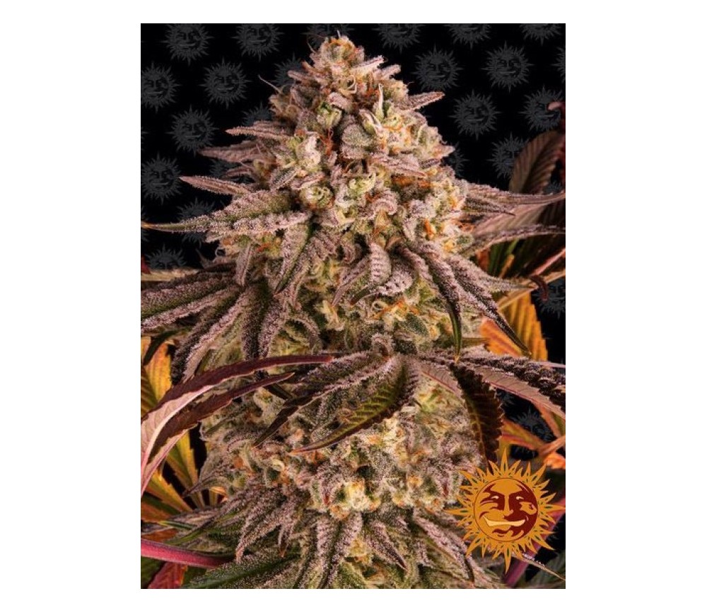 Blue Sunset Sherbert - Barney's Farm