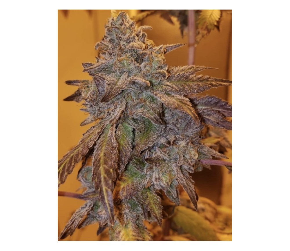 Purple #40 - Purple City Genetics