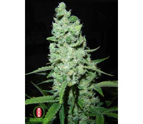 AK-47 de Serious Seeds