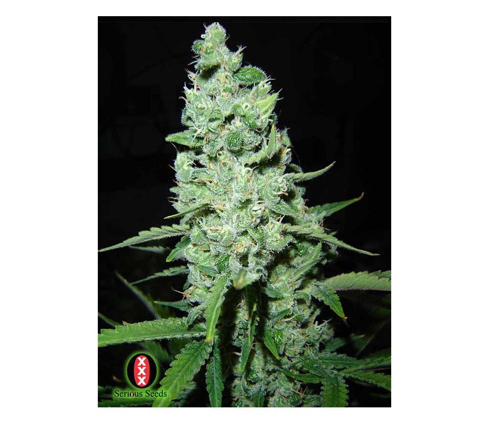 AK-47 de Serious Seeds