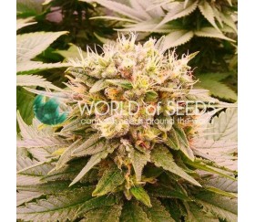 Harlequeen THC FREE - World of Seeds