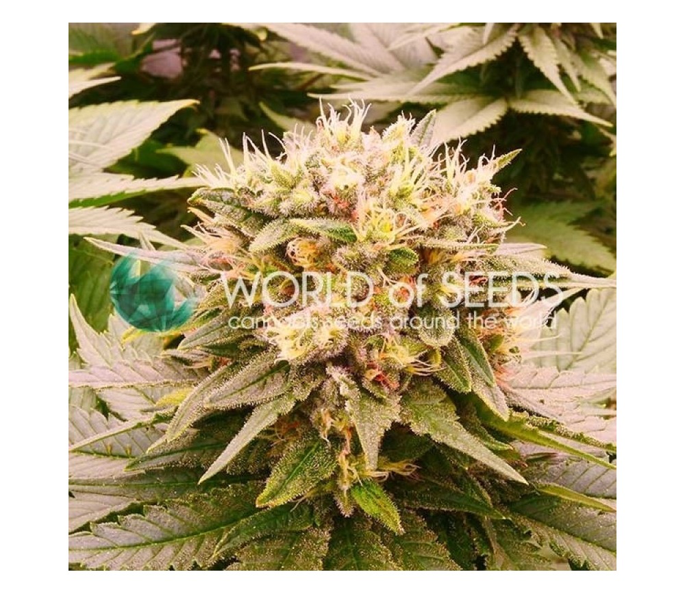 Harlequeen THC FREE - World of Seeds