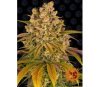 Lemon Tree - Barney´s Farm
