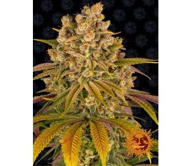 Lemon Tree - Barney´s Farm