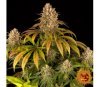 Lemon Tree - Barney´s Farm