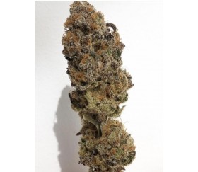 Strawnanna S1 - Purple City Genetics