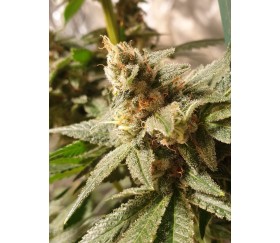 Gala CBD - R-Kiem Seeds