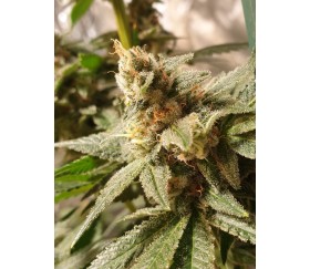 Gala CBD - R-Kiem Seeds