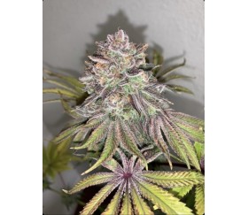 Limón Picón de Purple City Genetics