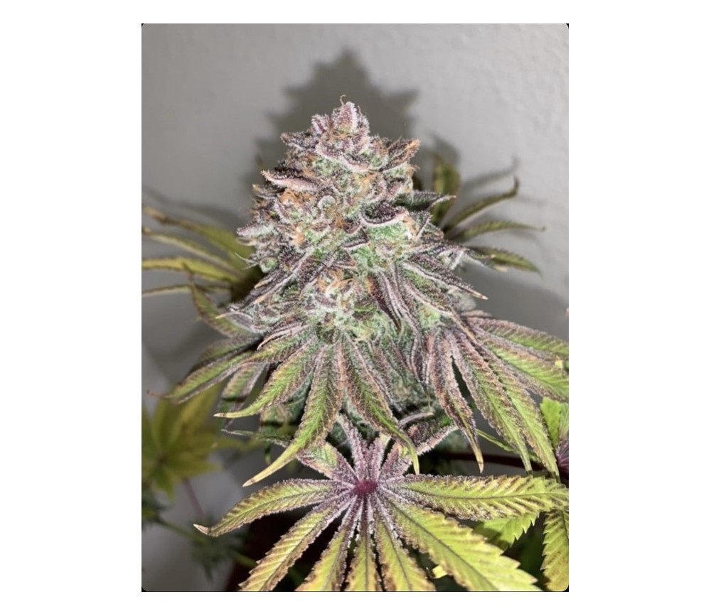 Limón Picón de Purple City Genetics