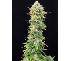 Pineapple Dream Edition - Kannabia Seeds