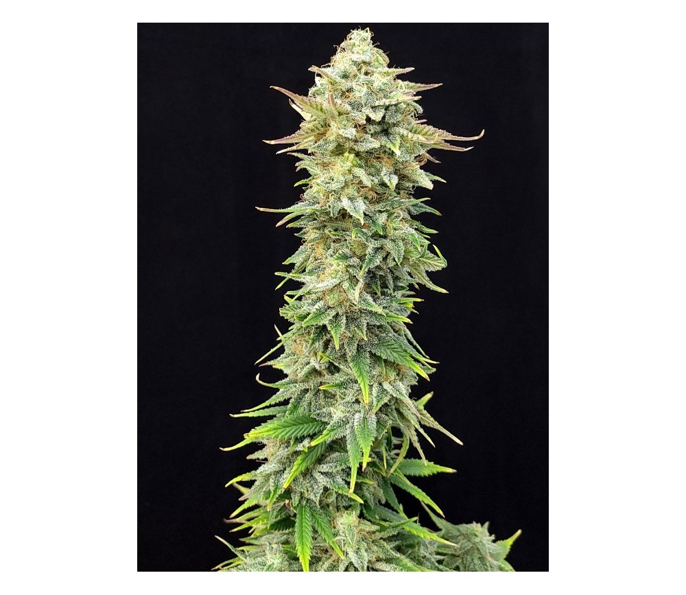 Pineapple Dream Edition - Kannabia Seeds