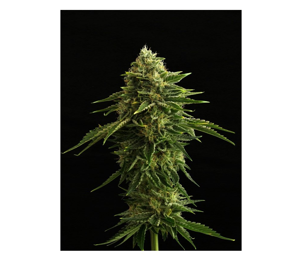 Zkit Kandy Dream Edition - Kannabia Seeds