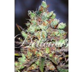 Cotton Candy Kush de Delicious seeds