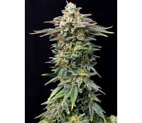 Cherry Dream Edition - Kannabia Seeds