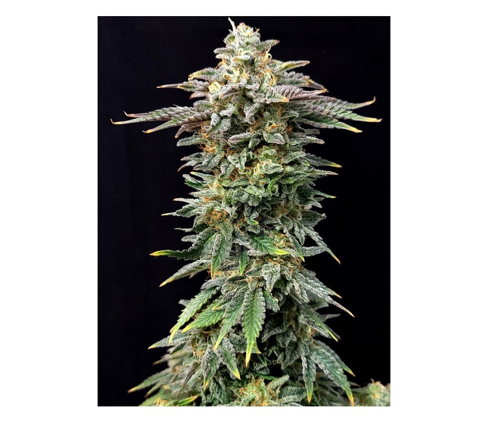 Cherry Dream Edition - Kannabia Seeds