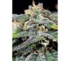 Cherry Dream Edition - Kannabia Seeds