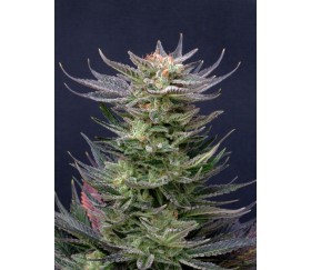 Purple Dream Auto Edition - Kannabia Seeds