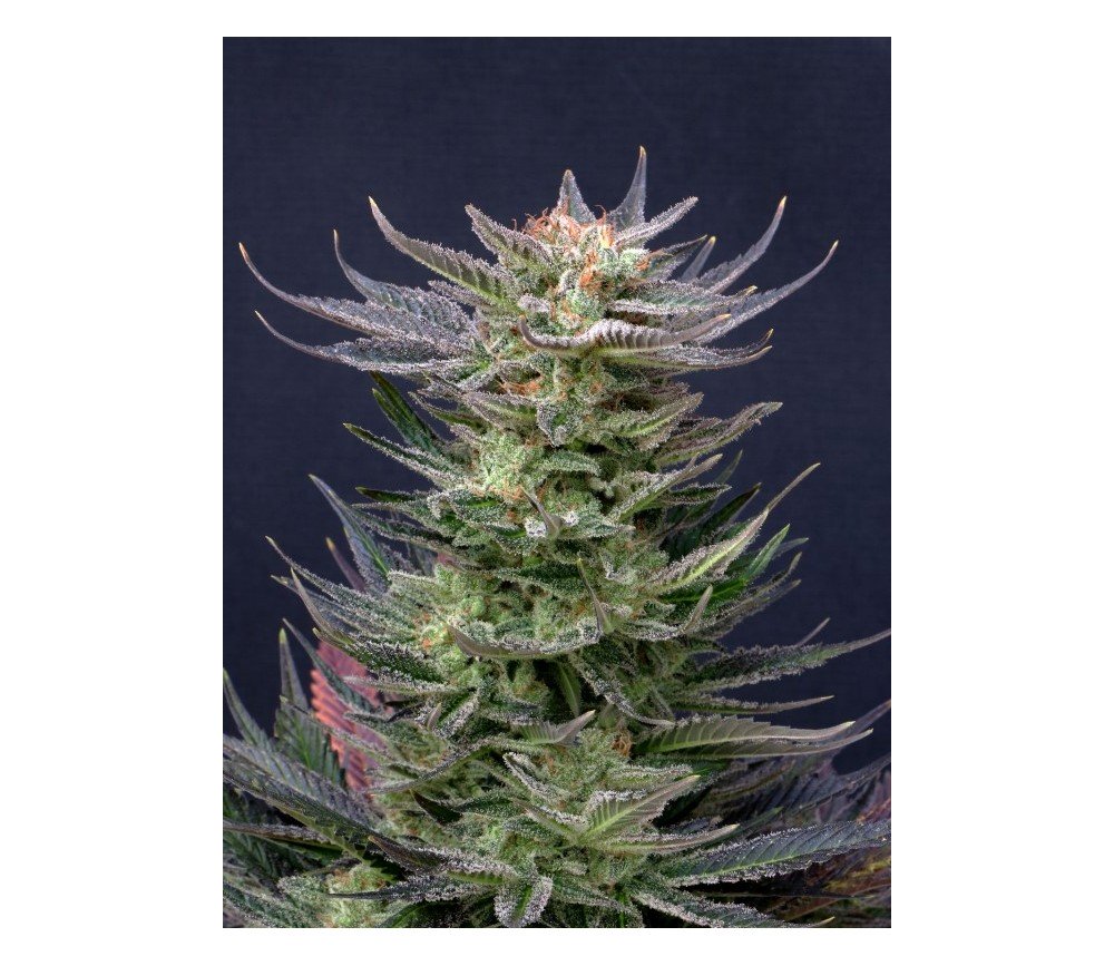 Purple Dream Auto Edition - Kannabia Seeds