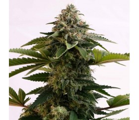 Amnesia Dream XL Auto Edition - Kannabia Seeds