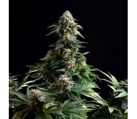 Amnesia Dream XL Auto Edition - Kannabia Seeds