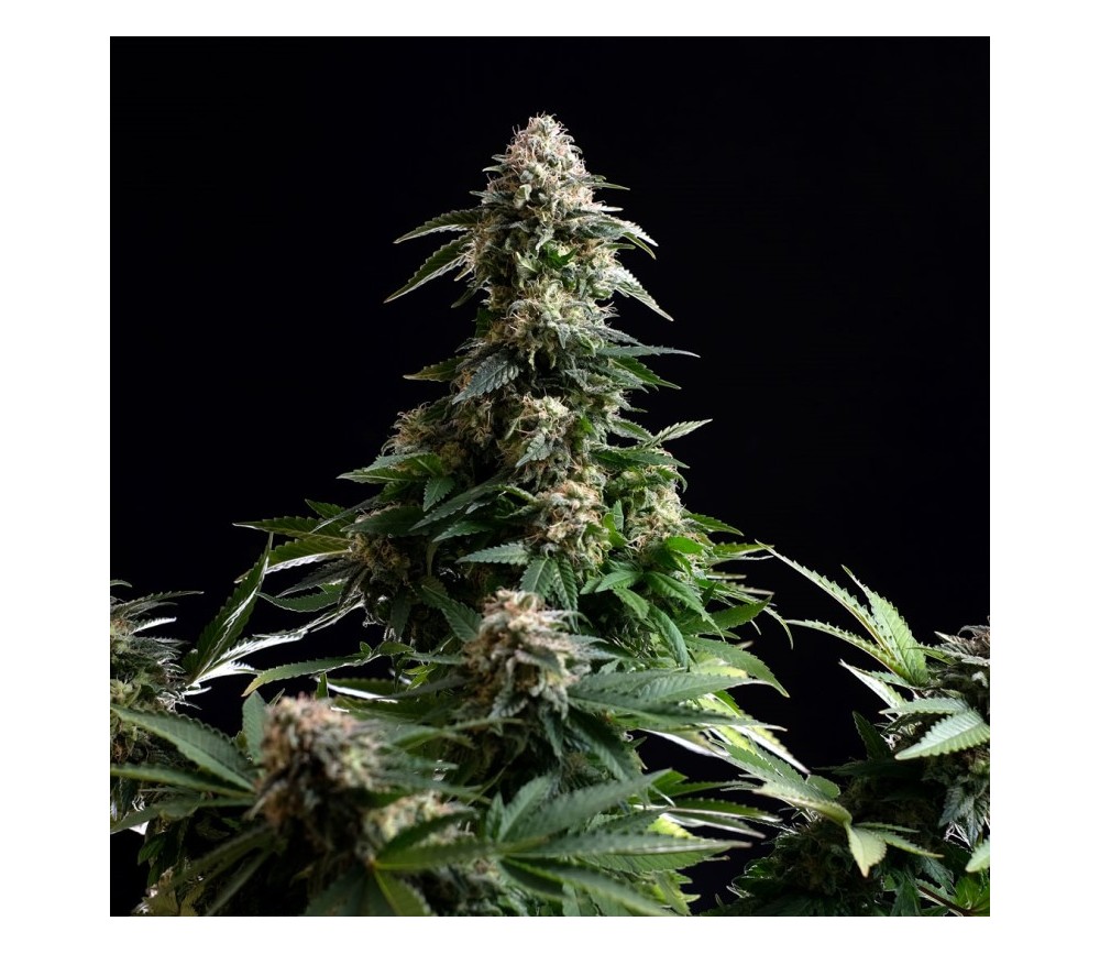 Amnesia Dream XL Auto Edition - Kannabia Seeds