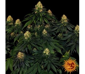Skywalker OG Auto - Barney’s Farm