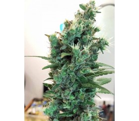 Bangi Congo x Panamá - ACE Seeds