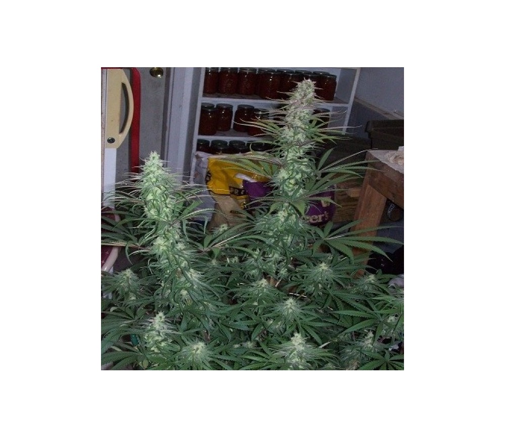 Green Mountain Grape Standard - ACE Seeds