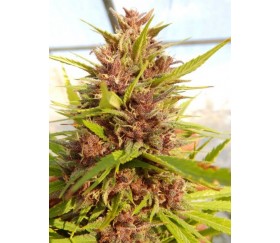 Malawi x PCK regular de Ace Seeds