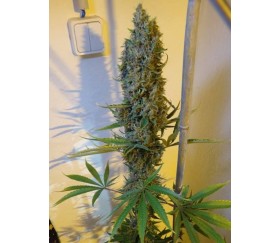 Malawi x PCK regular de Ace Seeds