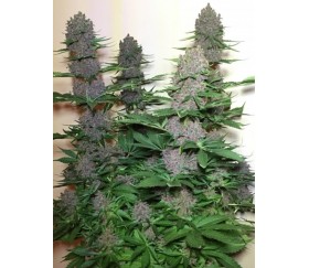 Malawi x PCK regular de Ace Seeds