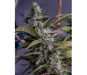 HashPlant Haze x Kali China -  Ace Seeds