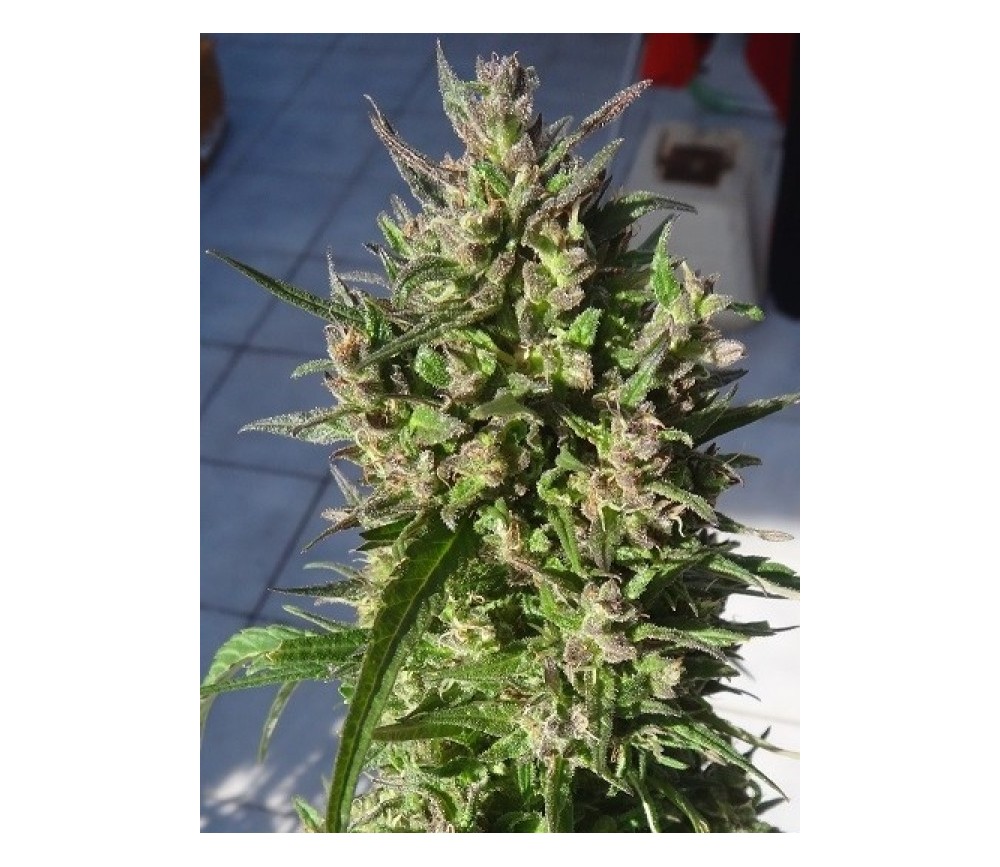 Honduras Breeze -  Ace Seeds