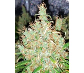 Honduras Breeze -  Ace Seeds