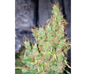 Honduras Breeze -  Ace Seeds