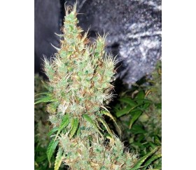 Honduras Breeze -  Ace Seeds