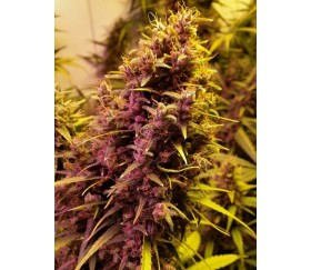 Honduras Breeze -  Ace Seeds