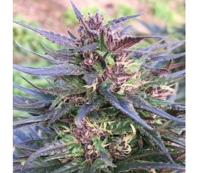 Honduras Breeze -  Ace Seeds