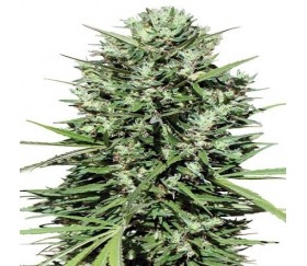 Marruecos Beldía Kif Standard - ACE Seeds