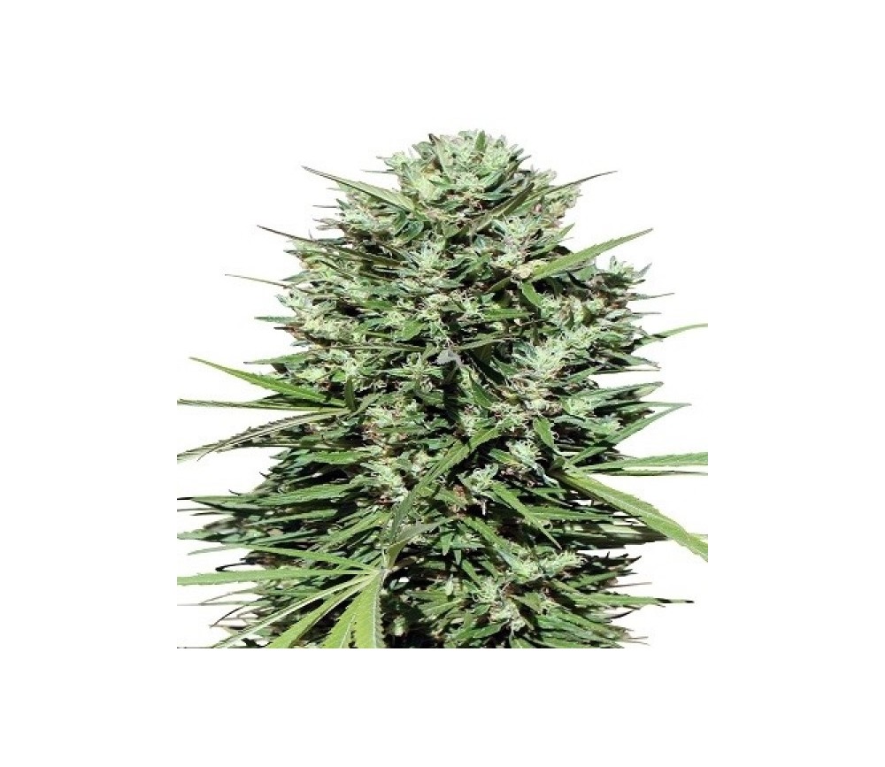 Marruecos Beldía Kif Standard - ACE Seeds