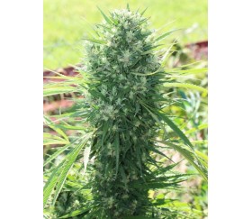 Marruecos Beldía Kif Standard - ACE Seeds