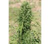 Marruecos Beldía Kif Standard - ACE Seeds