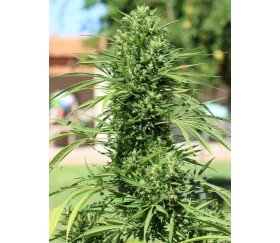 Marruecos Beldía Kif Standard - ACE Seeds