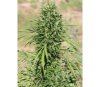 Marruecos Beldía Kif Standard - ACE Seeds