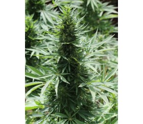 Marruecos Beldía Kif Standard - ACE Seeds