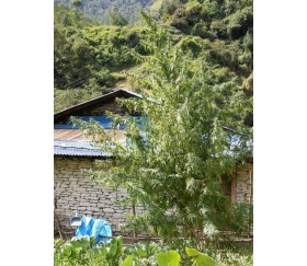 Nepal Annapurna Standard - ACE Seeds