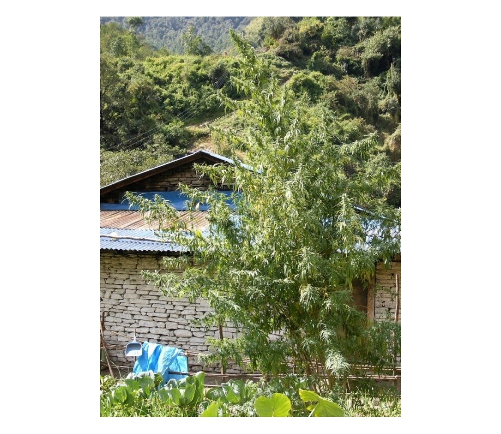 Nepal Annapurna Standard - ACE Seeds