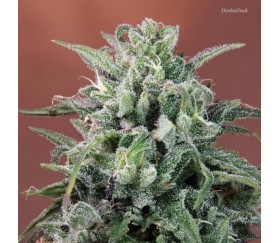 Nepal Annapurna Standard - ACE Seeds